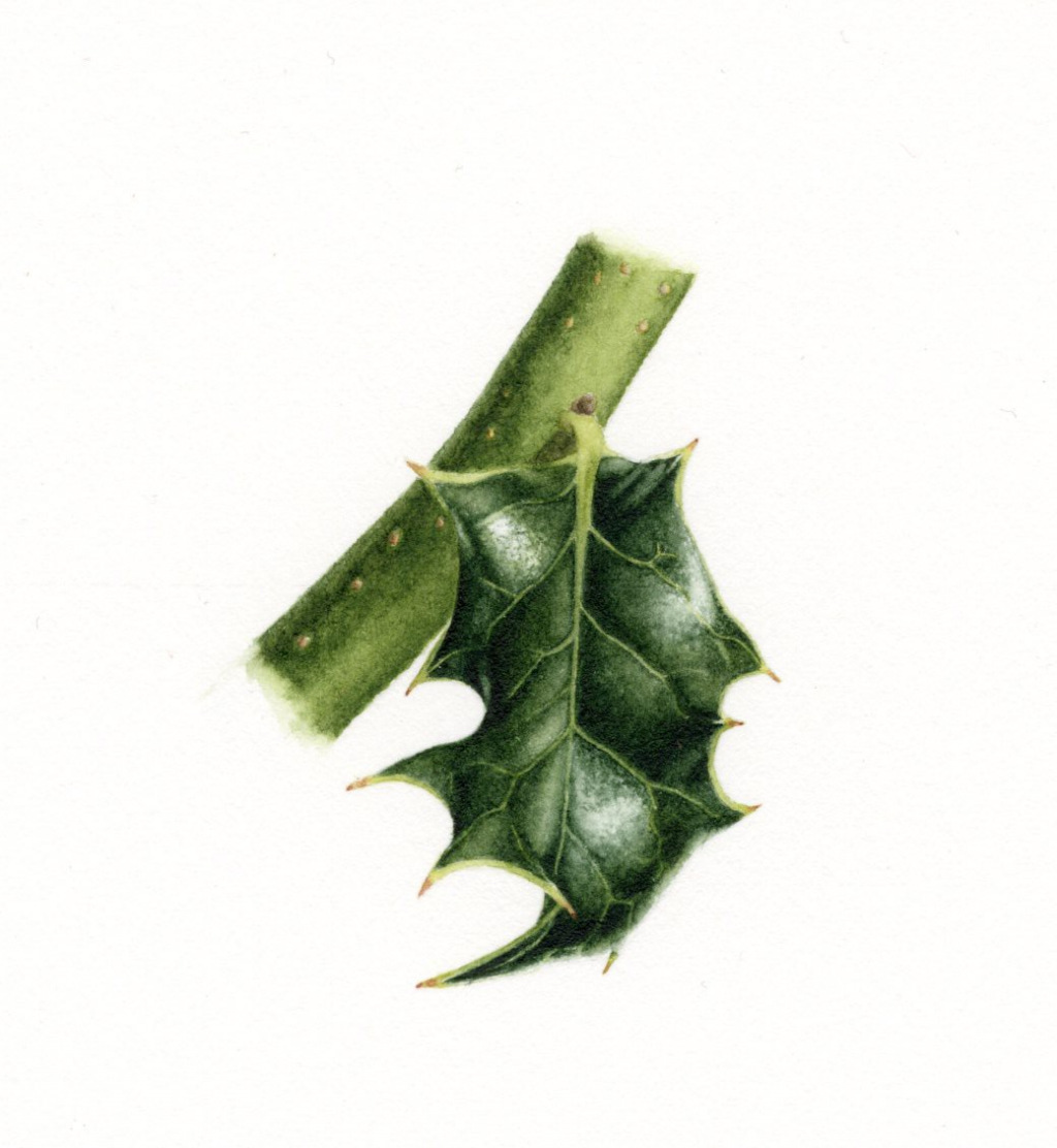 Hand drawn green silver milkmaid leaf