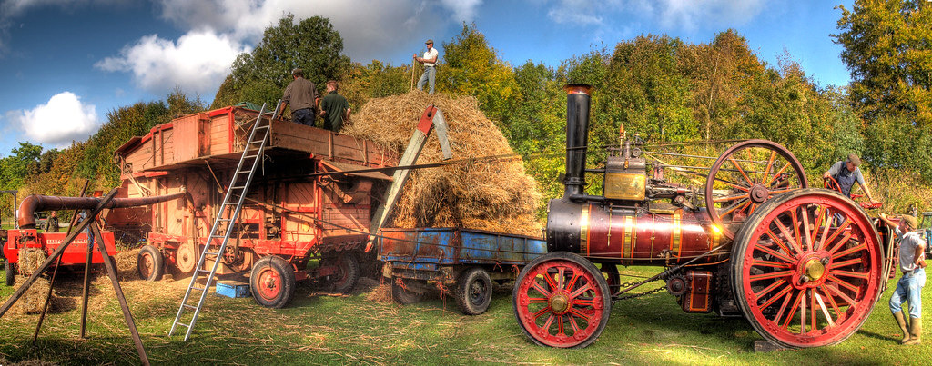 Red steam powered threshing engine in action